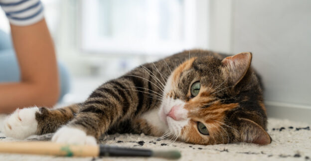 Pet cat indoors playing with toy